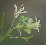 Common dogmustard